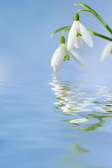 snowdrop flowers with reflection