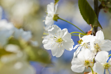 cherry blossoms