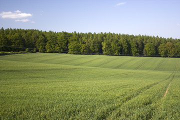 Fototapeta premium Green field