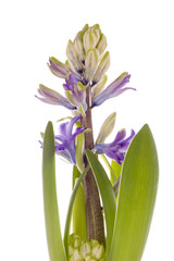 spring hyacinth