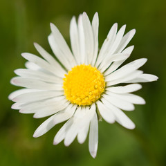 Fototapeta premium daisy