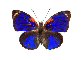Fototapeta premium Blue butterfly