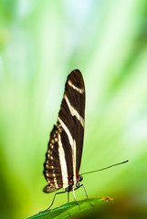 Obraz na płótnie Canvas zebra butterfly (lat. heliconius charitonius)