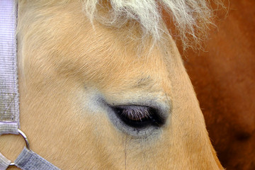 oeil de cheval