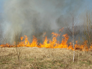 Fototapeta premium wildfire at the springtime