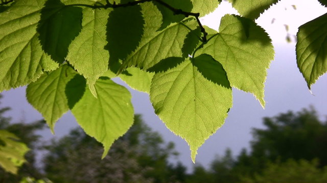 leaf wind