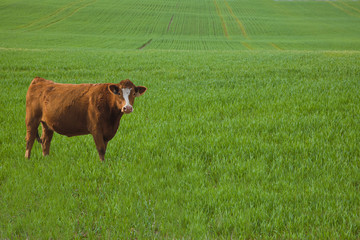 Red Cow In Barley Meadow