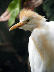 cattle egret