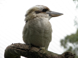laughing kookaburra