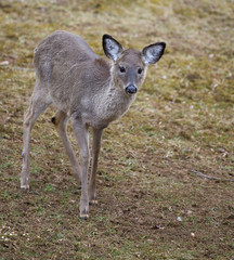 yealring deer