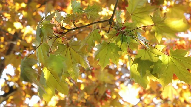 Sugar maple tree leaves