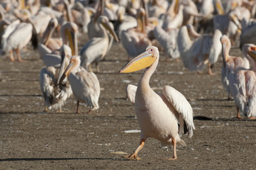 Great White Pelican