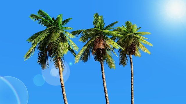 Tropical