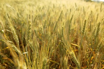 golden wheat cereal yellow field