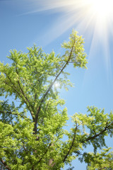 Fototapeta premium trees with sunshine