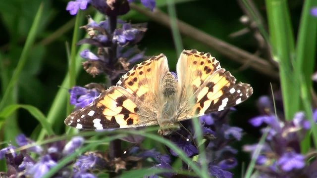 Papillon et bourdon