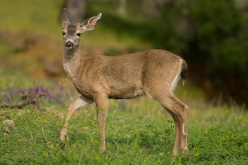 Young Buck in a Meadow