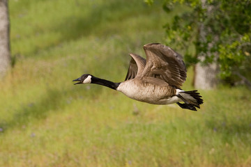 Canada Goose in Flight