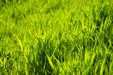 The sunlight shines a grass through