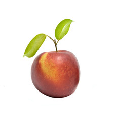 Nectarine isolated on white background