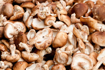 mushrooms in the market