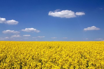 Fototapeta premium rape field