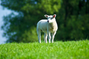 Obraz premium Lamm