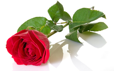 Single Red Rose