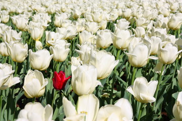 Field of tulip, one red among white tulip
