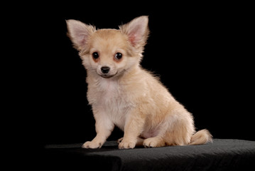 Obraz premium Dogshot