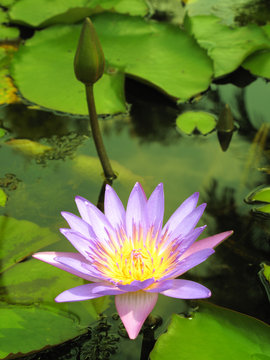 Beautiful water lily in a natural pond.