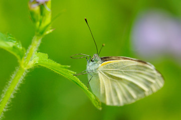 Butterfly on a leaf