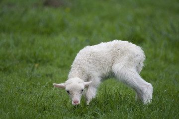 Obraz premium Lamm 1 Tag alt