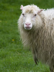 Schaf
