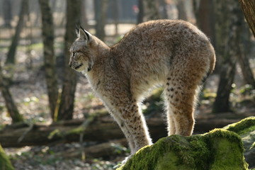 Naklejka na ściany i meble Katzenbuckel Lynx