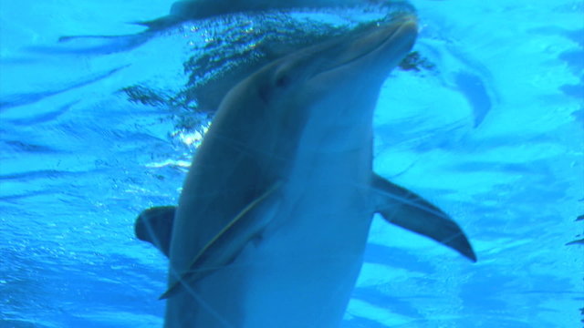 playfull dolphins in aquarium