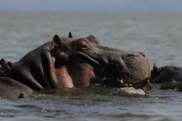 Hippo (Hippopotamus amphibius) at Naivasha Lake, Kenya