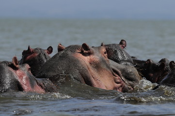 Hippo (Hippopotamus amphibius) at Naivasha Lake, Kenya