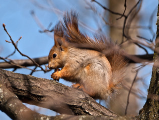 SQUIRREL