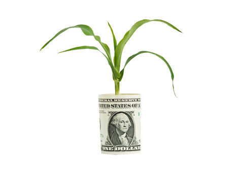 Wheat growing from folded dollar bill
