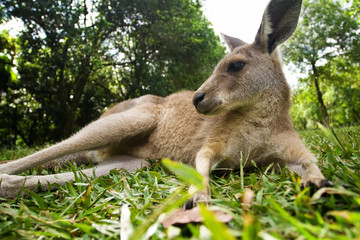 Young kangaroo lying down in the grass