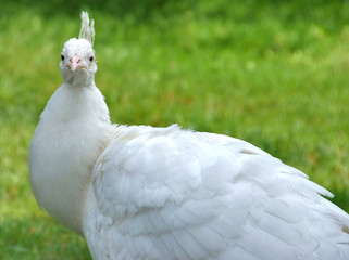 pavone bianco