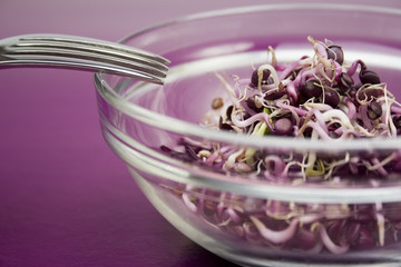 Fresh germ on violet table with fork