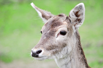 Wilde Tiere im Naturpark. Hirsche