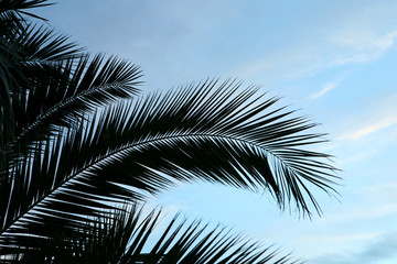 Fototapeta premium Palme