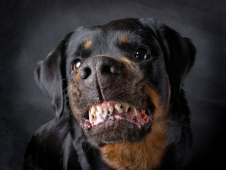 Dog of breed rottweiler.