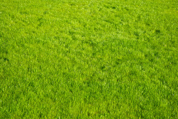 young green lawn