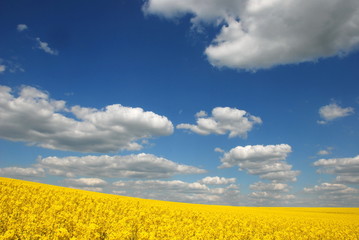 Rape field