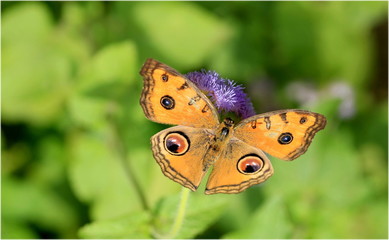 Obraz premium 蝶（タテハモドキ）