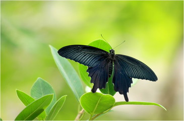 蝶（アゲハチョウ）